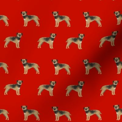 border terrier dog fabric - cute dogs on red background