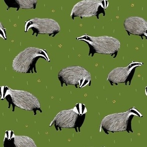 Badgers