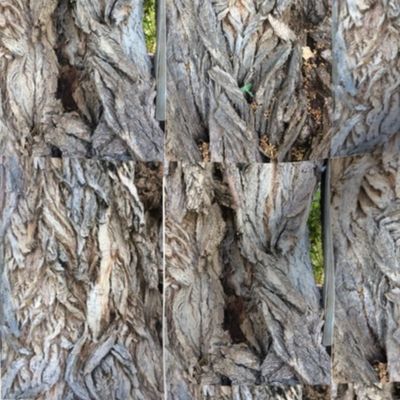 Cottonwood Tree Bark