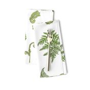 Woodland Ferns-White