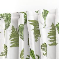 Woodland Ferns-White