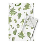 Woodland Ferns-White