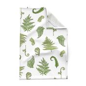 Woodland Ferns-White