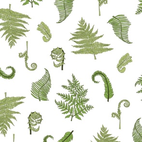 Woodland Ferns-White