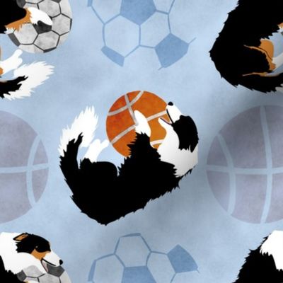 Large Border Collies and sports balls - blue basketball soccer football