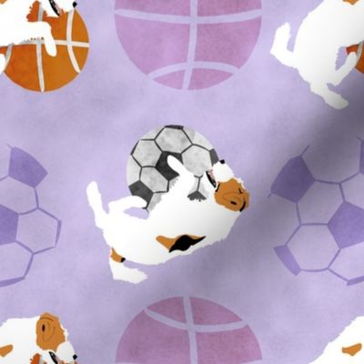 Large Jack Russell terriers and sports balls - purple basketball soccer football