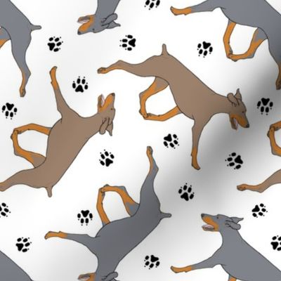 Trotting uncropped dilute Doberman Pinschers and paw prints - white