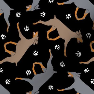 Trotting uncropped dilute Doberman Pinschers and paw prints - black