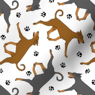 Trotting natural Doberman Pinschers and paw prints - white