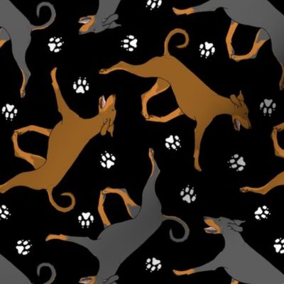 Trotting natural Doberman Pinschers and paw prints - black