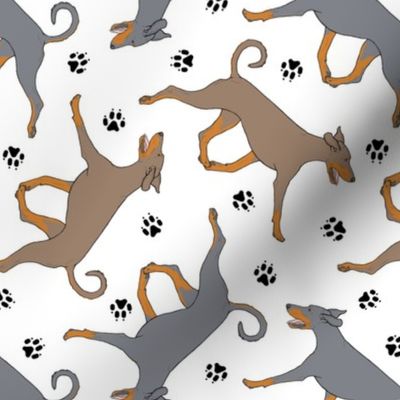 Trotting natural dilute Doberman Pinschers and paw prints - white