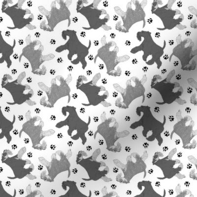 Tiny Trotting natural Miniature Schnauzers and paw prints - white