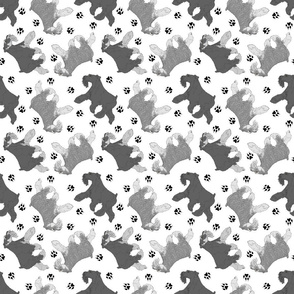 Trotting uncropped Miniature Schnauzers and paw prints - white