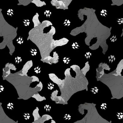 Trotting uncropped Miniature Schnauzers and paw prints - black
