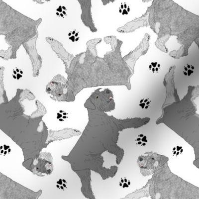 Trotting uncropped Standard Schnauzers and paw prints - white