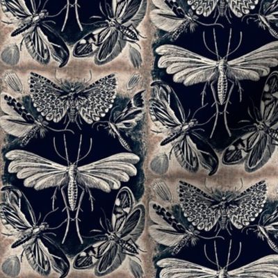 Ernst Haeckel Tineida Moths Silver