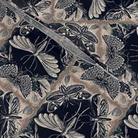 Ernst Haeckel Tineida Moths Silver