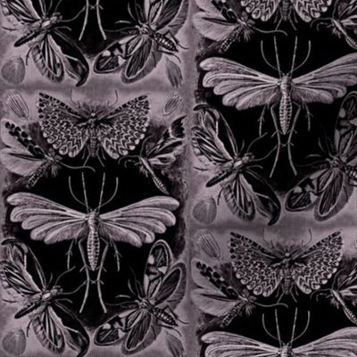 Ernst Haeckel Tineida Moths Aubergine