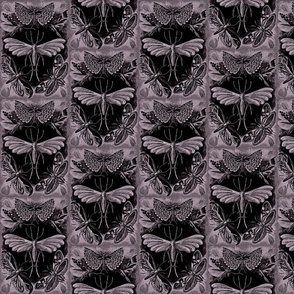 Ernst Haeckel Tineida Moths Aubergine