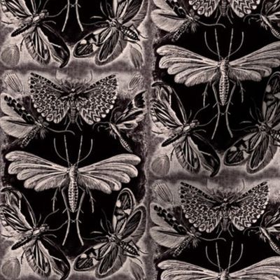 Ernst Haeckel Moths Tineda Lavender Grey