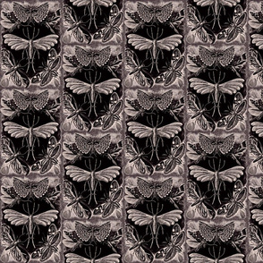 Ernst Haeckel Moths Tineda Lavender Grey