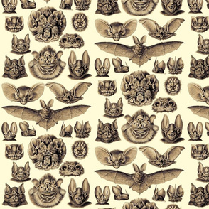 Ernst Haeckel Bats Golden Hour