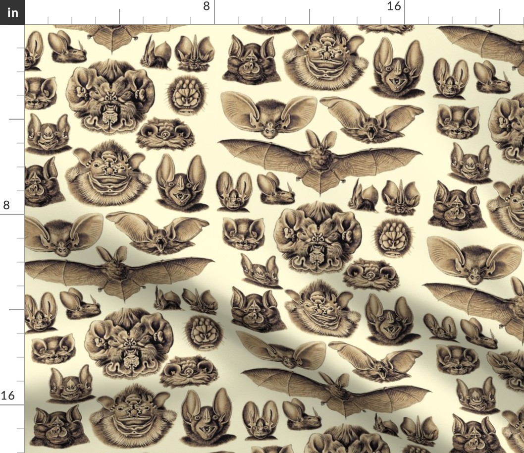 Ernst Haeckel Bats Golden Hour