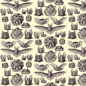 Patch arrière Ernst Haeckel Chiroptera chauve-souris, Art Formes de la  nature 1904, patch dos de chauve-souris, vintage Art de lillustration  scientifique -  Canada
