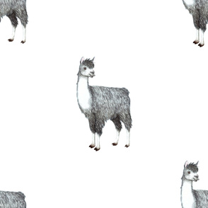 Sassy Gray Llama Print