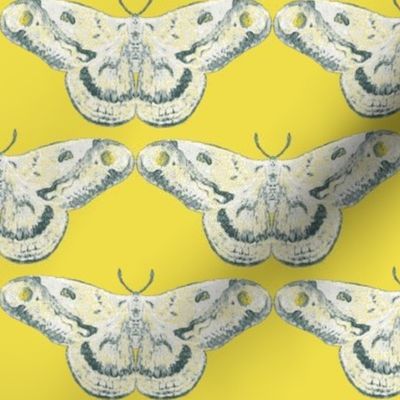  White Mystic Moth on Primrose Yellow