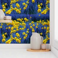 Daffodils on Blue by Alexandra Cook