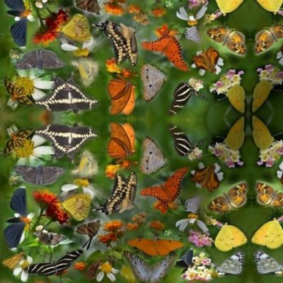 Butterfly Convention