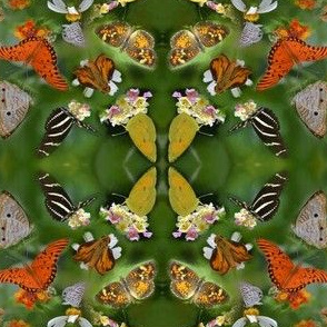 Butterfly Convention