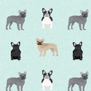 french bulldogs - aqua - dog, dogs, dog breeds, pet pets