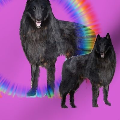 belgian sheepdog  rainbows