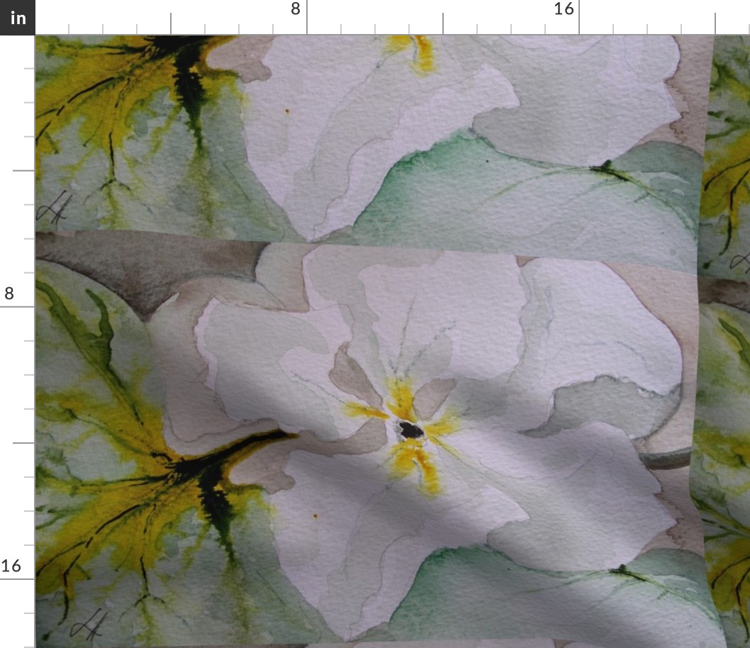 Cucurbit Series: Lagenaria Flower