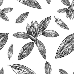 Large Scale Rhododendron, Flower Line Drawing, Upholstery Floral