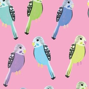 Parakeets