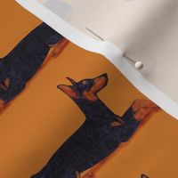 Black and Rust Doberman lying Down on Golden Yellow