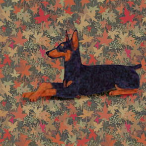 Black and Rust Doberman Lying Down in Autumn Leaves for Pillow