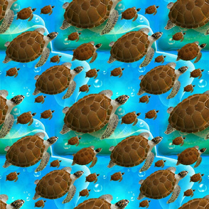Australian Pacific Sea Turtles 