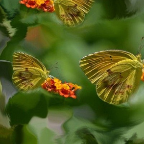 Sulphur Butterfly