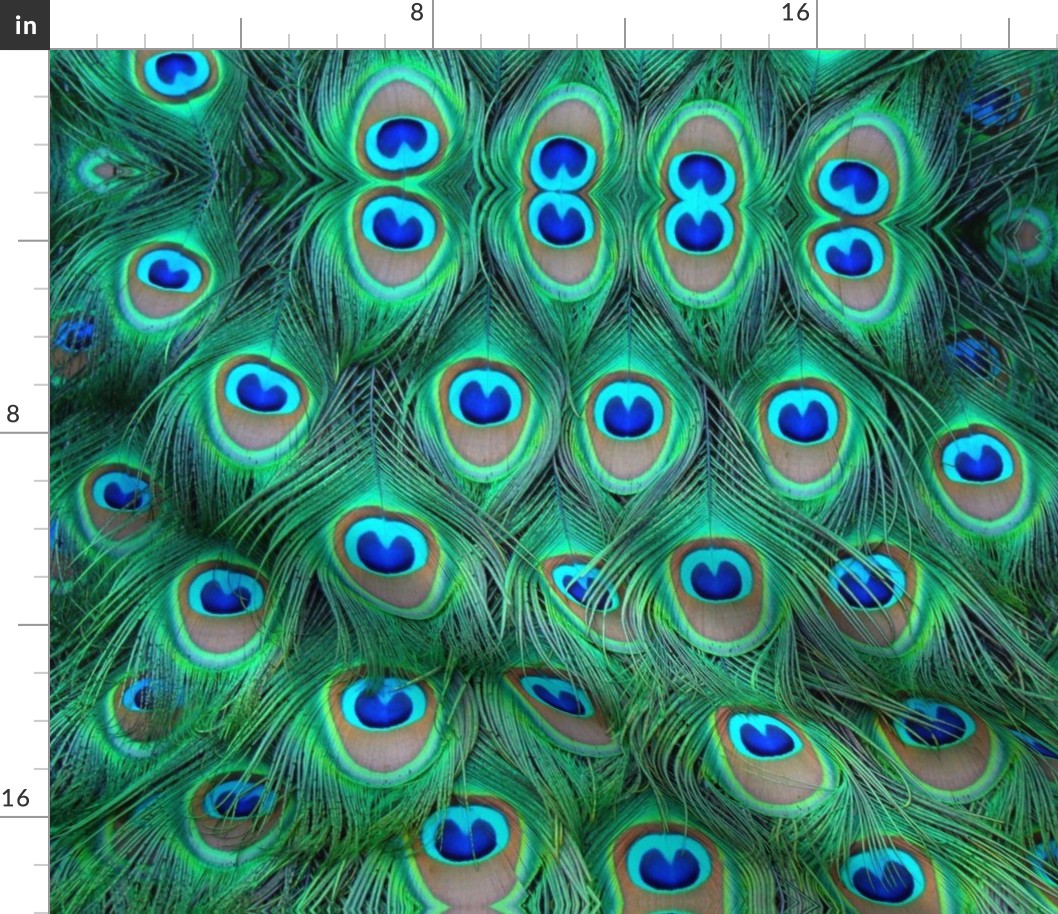 peacock feathers