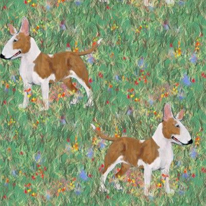 Bull Terrier in Wildflower Field