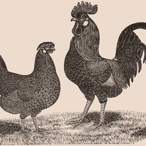 Victorian Etching, Brown Leghorn Chickens on ivory 