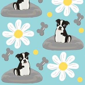 Daisy Day Pup / Boston Terrier  