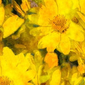 Yellow Flowers