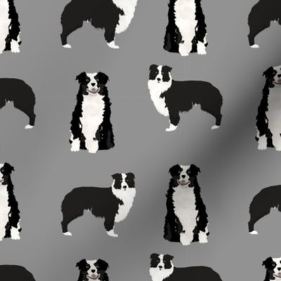 australian shepherd - black and white, dog, dogs, australian shepherd, aussie dog