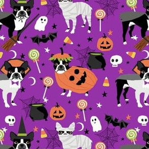 boston terrier halloween dog costume, halloween dog, dog breed, witch, pumpkin, candy, cute dog - purple