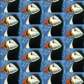 Puffin